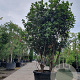 Osmanthus heterophyllus 175-200 cm container meerstammig