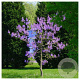 Paulownia fortunei Fast Blue 220 cm stam container 25-30