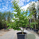 Parrotia persica 150-175 cm container meerstammig