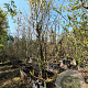 Parrotia persica 400-450 cm container