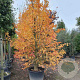 Parrotia persica 400-450 cm container