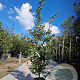 Parrotia persica 'Vanessa' 175-200 cm container meerstammig