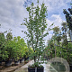 Parrotia persica 'Vanessa' 350-400 cm container extra