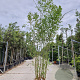 Phyllostachys aurea 250-300 cm cont. 65L