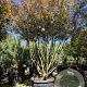 Photinia fraseri 'Robusta Compacta' 250-300 cm cont. 150L Parasol