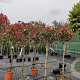 Photinia fraseri 'Red Robin' 120 cm stam container bol 50-60