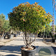 Photinia fraseri 'Red Robin' 125-150 cm cont. 95L