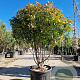 Photinia fraseri 'Red Robin' 125-150 cm cont. 95L