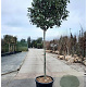 Photinia fraseri 'Red Robin' 180 cm stam container 20-25