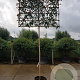 Photinia fraseri 'Red Robin' 200 cm stam container 16-18 lei 150x150
