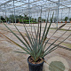 Phormium 'Red Sensation' 80-100 cm 15L