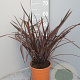 Phormium 'Rubra' GM C3