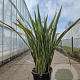 Phormium tenax 'Aureovariegata' 100-125 cm 30L