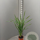 Phormium tenax 80-100 cm 10L