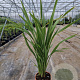 Phormium tenax 80-100 cm 10L