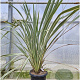 Phormium tenax 'Variegatum' 100-125 cm 30L