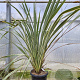 Phormium tenax 'Variegatum' 100-125 cm 30L