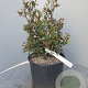 Pistacia lentiscus 40-60 cm 10L