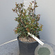 Pistacia lentiscus 40-60 cm 10L
