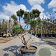 Pinus mugo pumilio 100-125 cm container paraplu