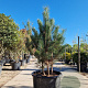 Pinus nigra 150-175 cm container meerstammig