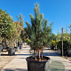 Pinus nigra 150-175 cm container meerstammig