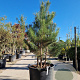 Pinus nigra 175-200 cm container meerstammig
