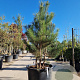 Pinus nigra 175-200 cm container meerstammig