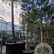 Pinus nigra nigra 210 cm stam container 30-35