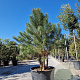 Pinus sylvestris 150-175 cm container meerstammig