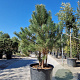 Pinus sylvestris 150-175 cm container meerstammig