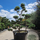 Pinus sylvestris 200-250 cm cont. 500L bonsai