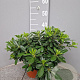 Pittosporum tob. 'Nanum' GM P17