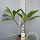 Plumeria rubra 30-40 cm 3,0L