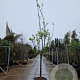 Prunus armeniaca 100 cm stam container 16-18