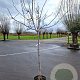 Prunus dulcis 150 cm stam container 10-12 leiboom