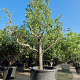 Pyrus c. 'Conference' 50 cm stam container 40-45