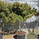 Pyracantha 'Navaho' 150-175 cm container solitair 40-45