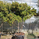 Pyracantha 'Navaho' 150-175 cm container solitair 40-45