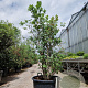 Quercus cerris 150-175 cm cont. 110L