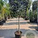 Quercus ilex 100 cm stam container 14-16 lei 100x100