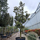Quercus ilex 100 cm stam container 25-30