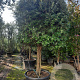 Quercus ilex 100 cm stam container 35-40 cilinder