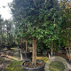 Quercus ilex 100 cm stam container 35-40 cilinder
