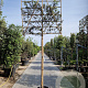 Quercus ilex 10-12 cm container LEIVORM 200 cm stam