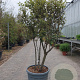 Quercus ilex 125-150 cm container paraplu