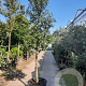Quercus ilex 150 cm stam container 20-25 lei 150x150