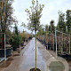 Quercus ilex 150 cm stam container 8-10 leiboom