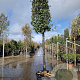Quercus ilex 180 cm stam cont. 230L 25-30