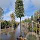 Quercus ilex 180 cm stam cont. 230L 25-30